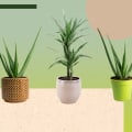 Combining the Best Air Purifying House Plants with Regular Duct Cleaning for Optimal Air Quality