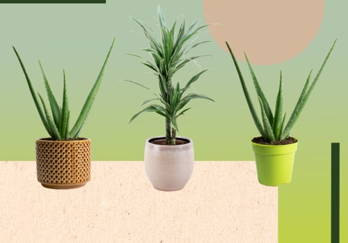 Combining the Best Air Purifying House Plants with Regular Duct Cleaning for Optimal Air Quality